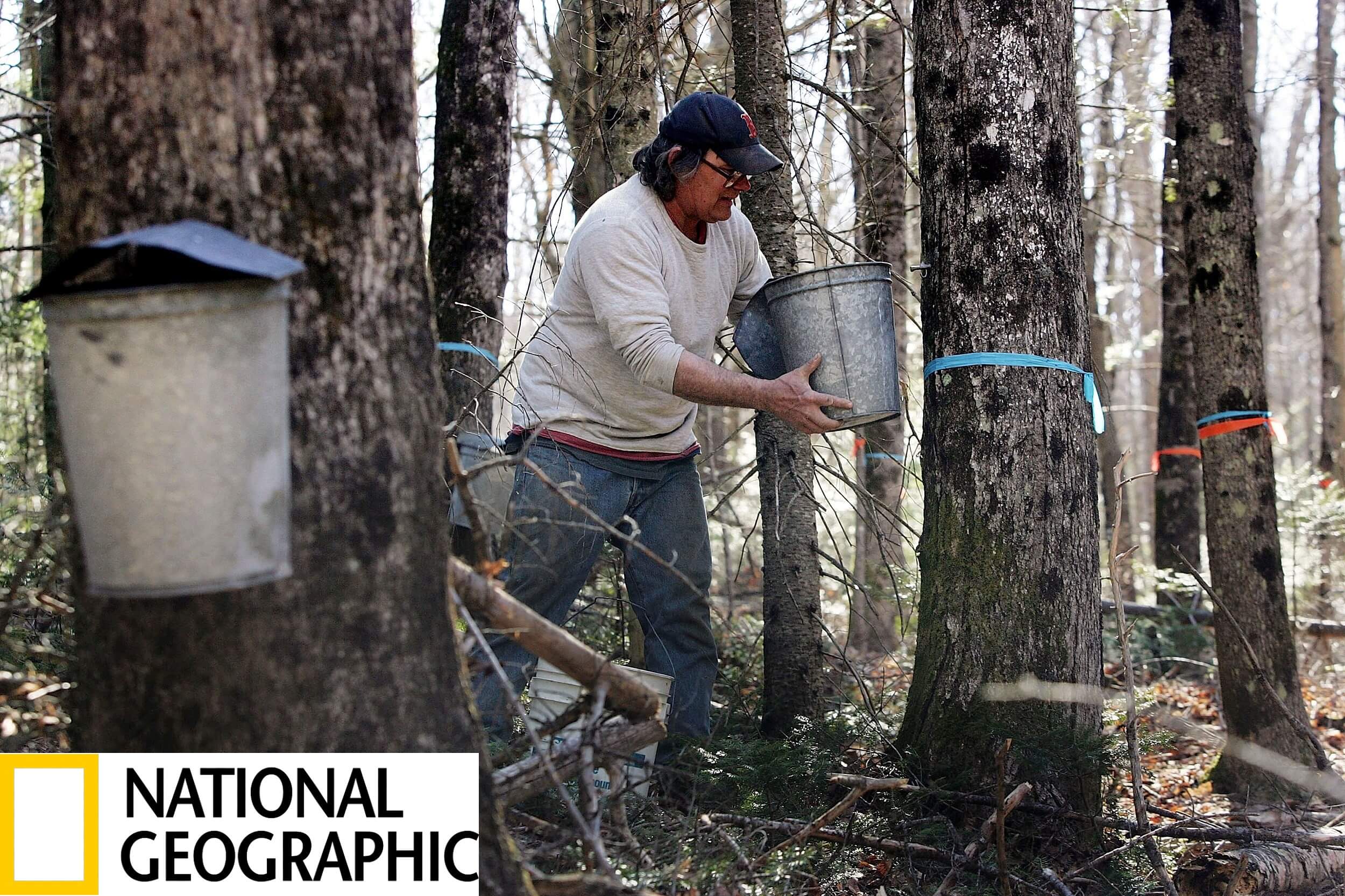 tree sap tapping